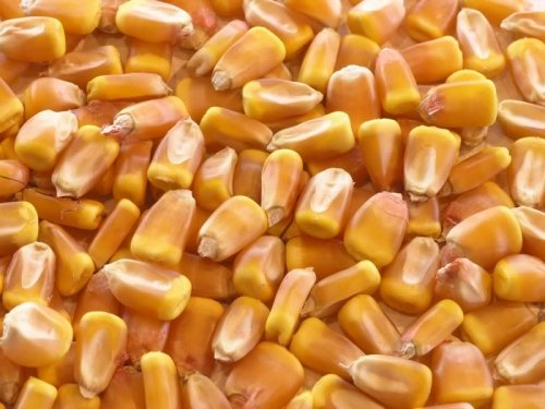 Dent corn