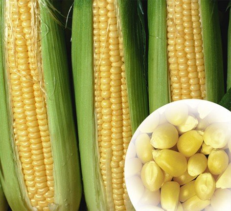 Waxy corn