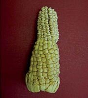 Pod corn