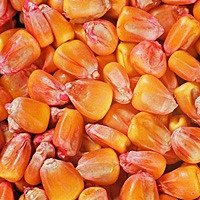 Flint corn