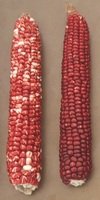 Flour corn