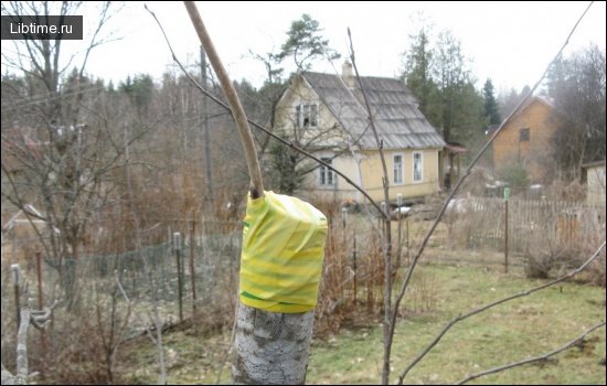 Прививка черенком