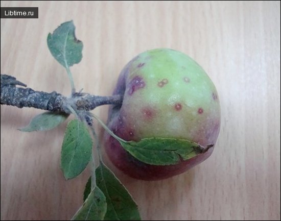 Яблоко, пораженное калифорнийской щитовкой