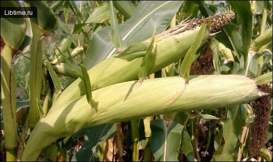 Corn on the stalk