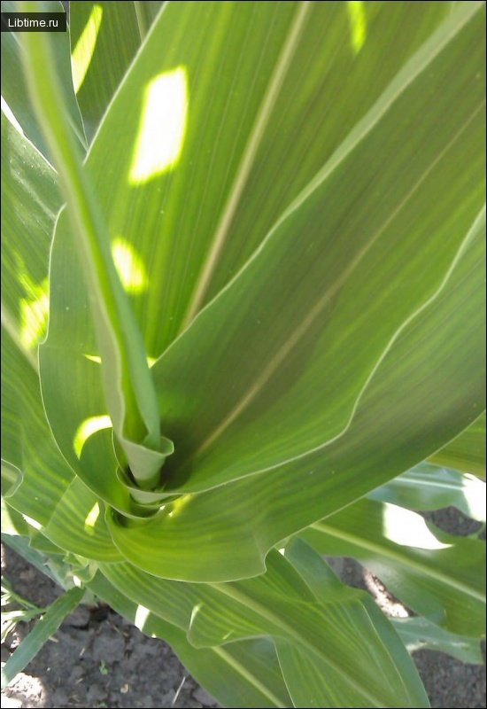 Corn leaves