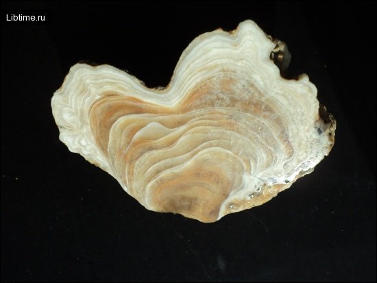 Structure of the stalactite
