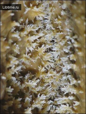 Anthodites