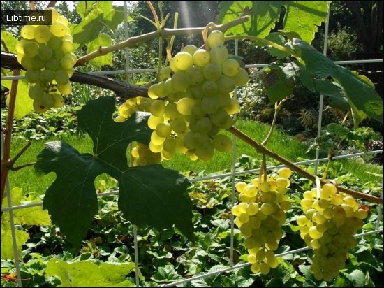 Сорт винограда Королева виноградников
