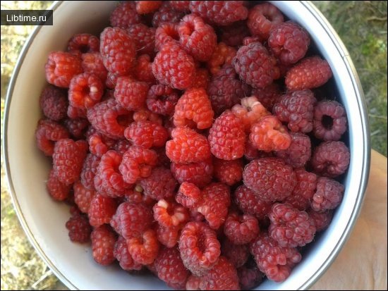 Raspberry harvest