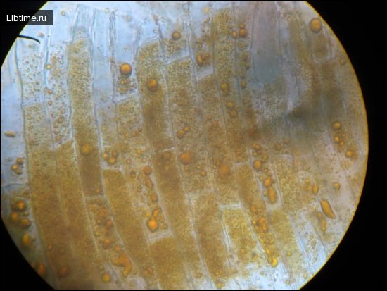 Plant cell chromoplasts