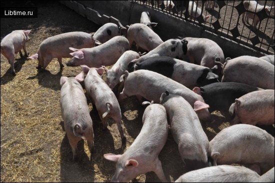 Технологічне обладнання цехів по переробці продукції тваринництва