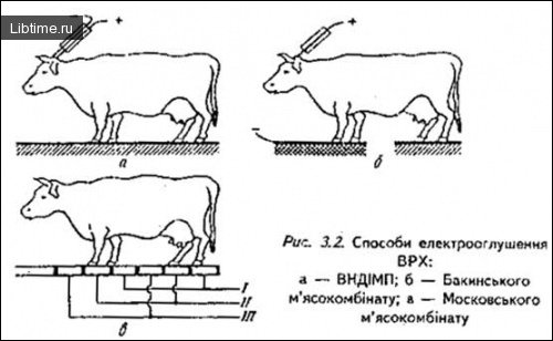 Оглушення ВРХ електричним струмом