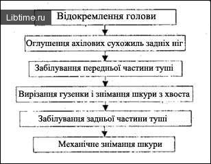 Diagram of the sequence of operations during hide removal from small ruminant carcasses