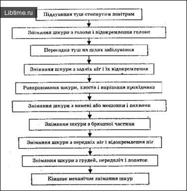 Diagram of the sequence of operations during hide removal from cattle carcasses