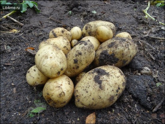 Выращивание картофеля