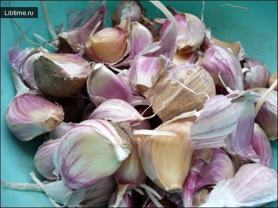 Garlic for planting
