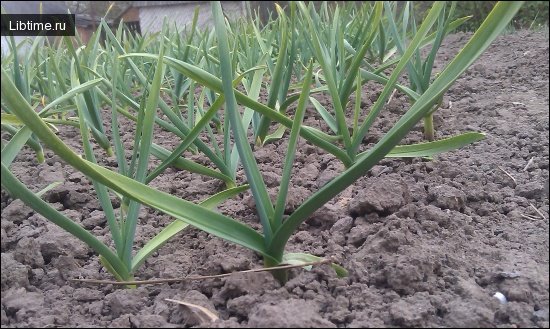 Growing garlic