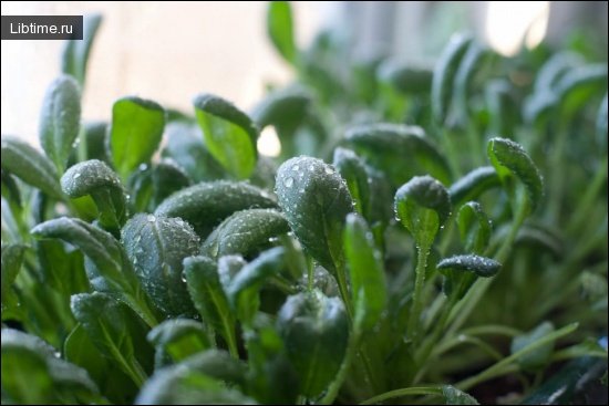 Spinach