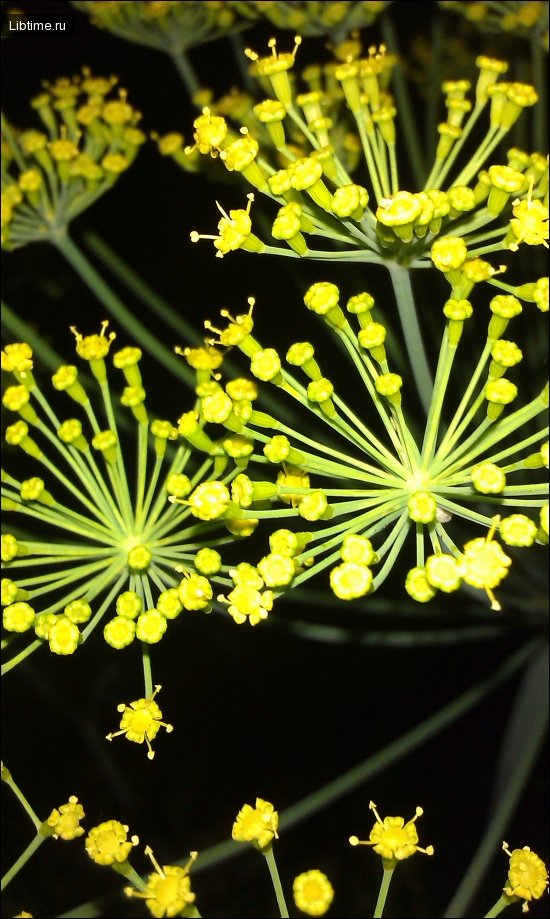 Dill