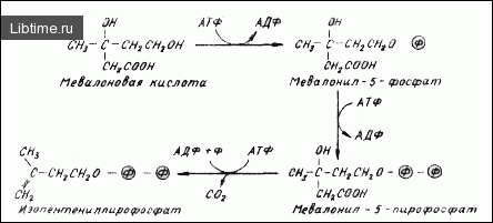 Formation of isopentenyl pyrophosphate