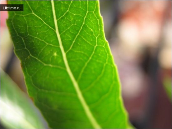 Green leaf