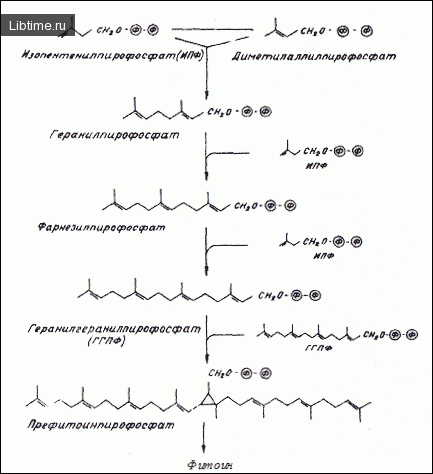 Formation of phytoene