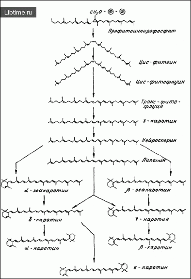 Transformation of carotenoids in chromoplasts