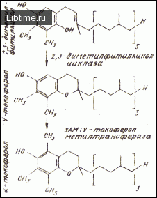 Прениллипиды