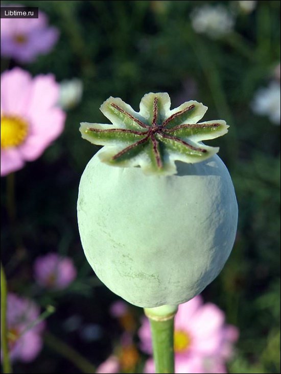 Poppy