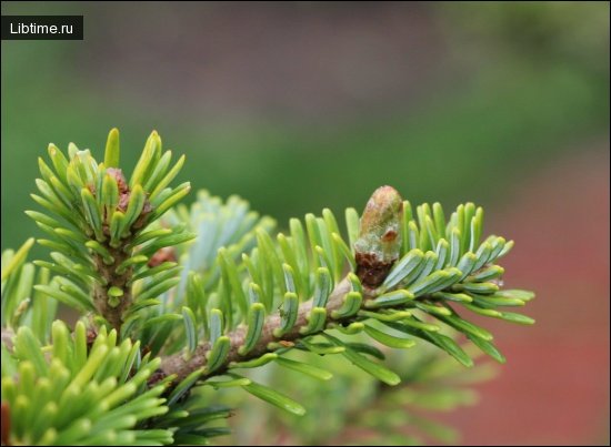 Siberian fir