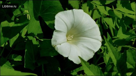 Hedge bindweed