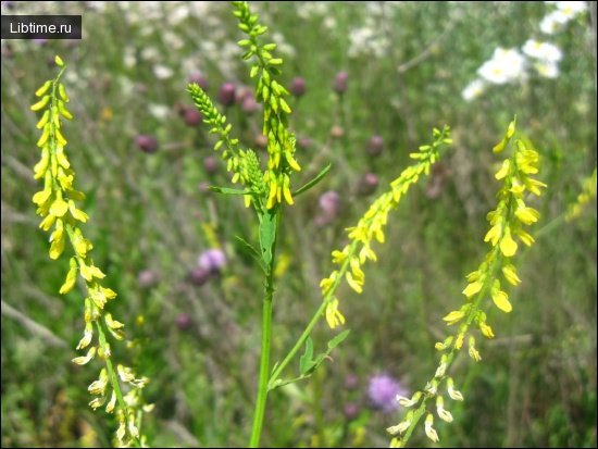 Sweet clover (medicinal melilot)