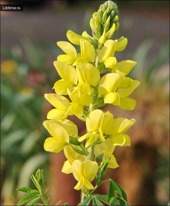 Thermopsis