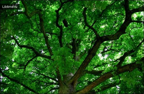 Greening systems in cities