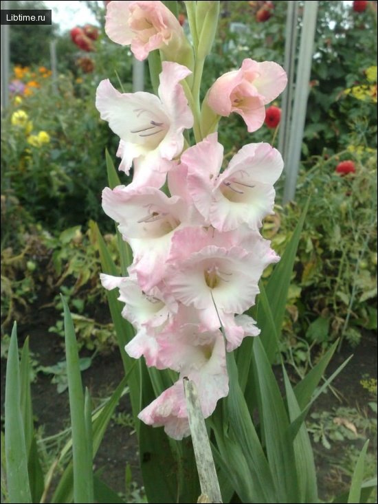 Flowerbed with gladioli