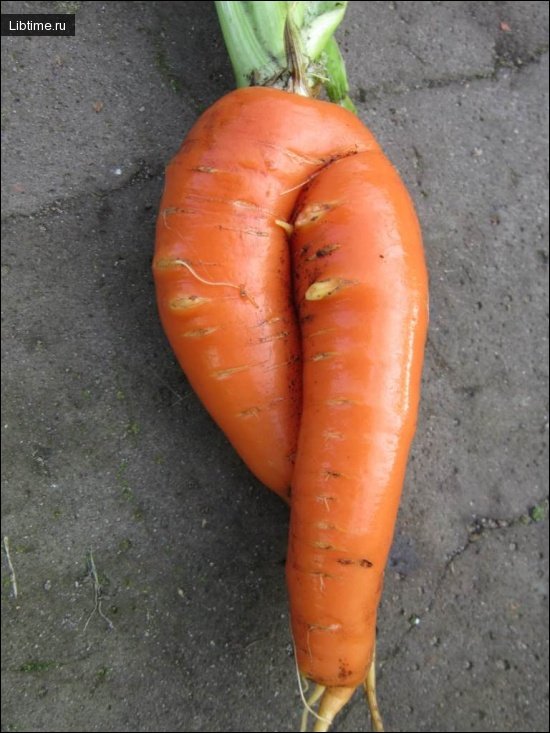 Carrot