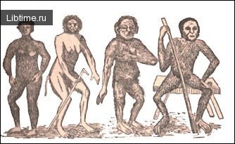 Great apes