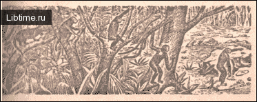 The most ancient fossil apes