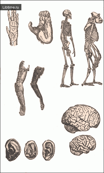 Comparison of human and ape organs