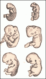 Stages of ape embryo development