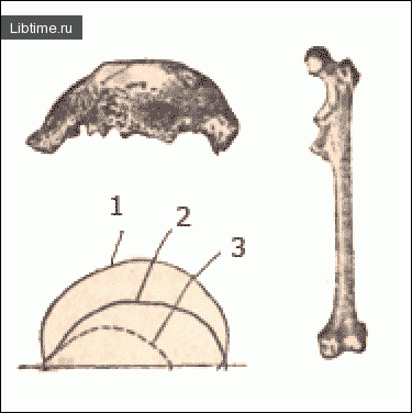 Pithecanthropus bones