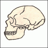 Neanderthal skull
