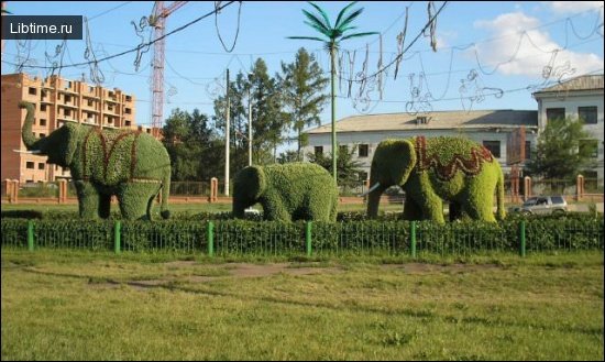 Elephant tree