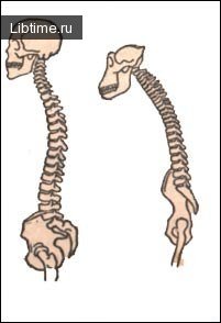 Human and chimpanzee skeleton