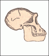 Australopithecus skull