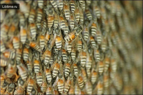 Bees are very industrious
