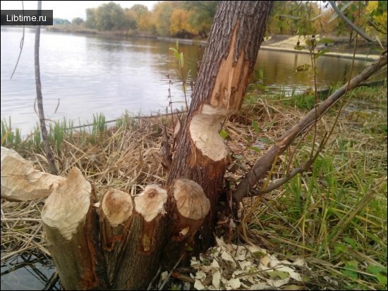 The work of beavers