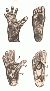 Chimpanzee and human foot