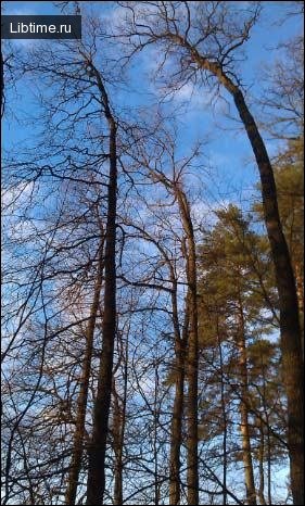Orienteering in the forest