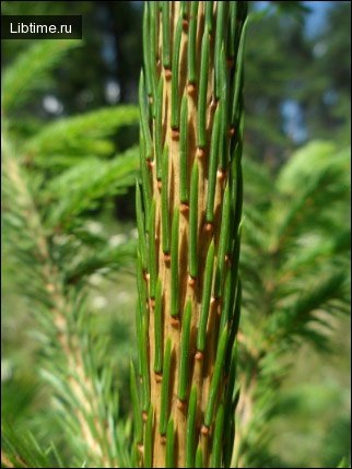 Young spruce branch